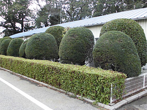 マンション、住宅、社屋、工場、施設、学校の植栽管理はお任せ下さい。