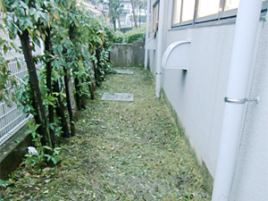 マンション管理 除草作業後、綺麗に雑草を取り除き広い通路として復活させました。